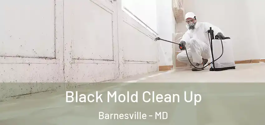  Black Mold Clean Up Barnesville - MD