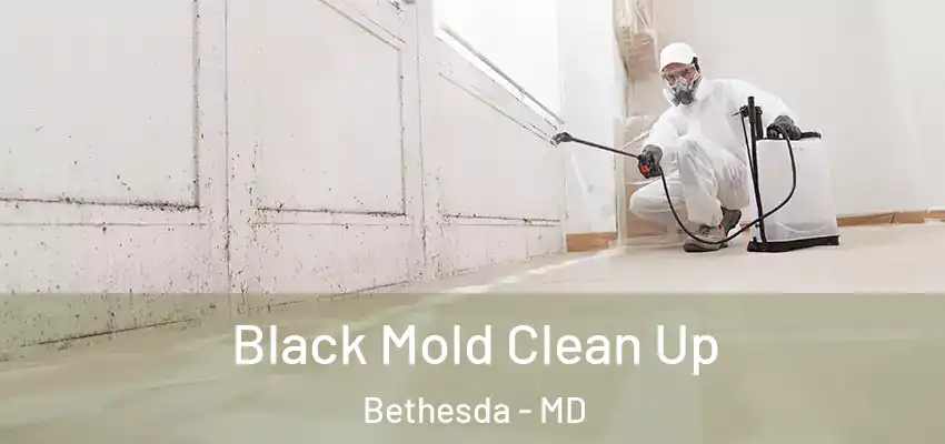  Black Mold Clean Up Bethesda - MD