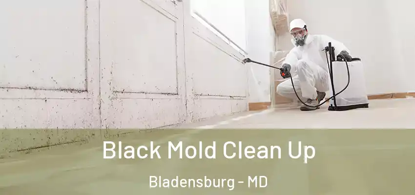  Black Mold Clean Up Bladensburg - MD