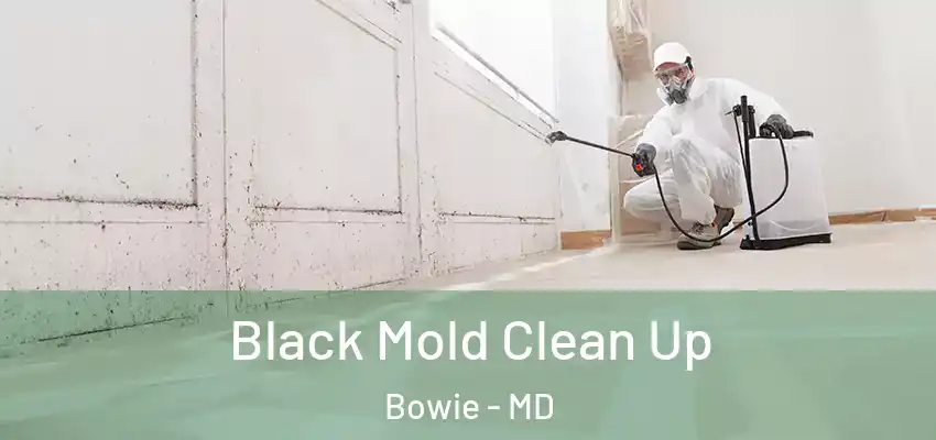 Black Mold Clean Up Bowie - MD