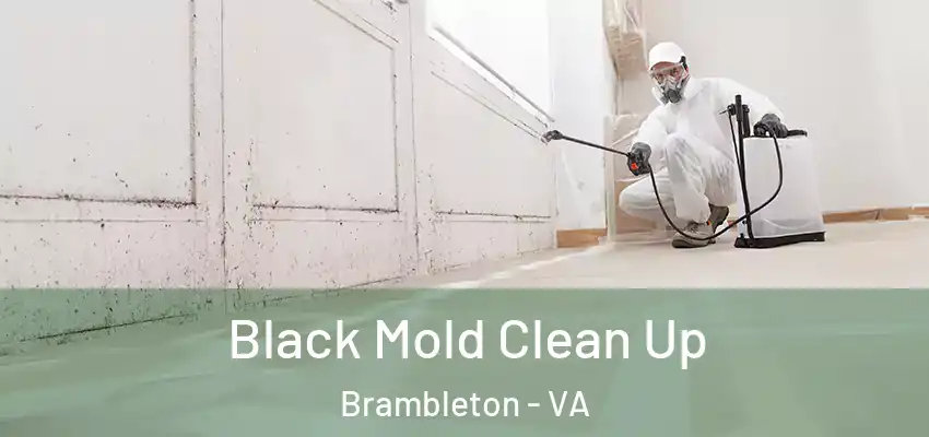 Black Mold Clean Up Brambleton - VA