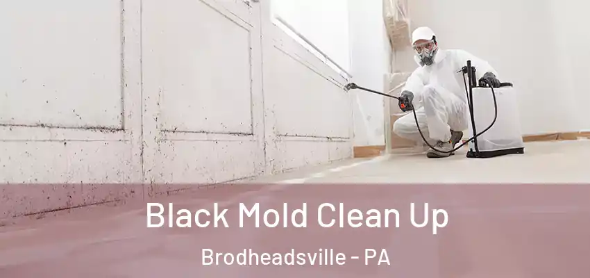  Black Mold Clean Up Brodheadsville - PA