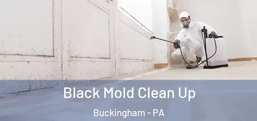  Black Mold Clean Up Buckingham - PA