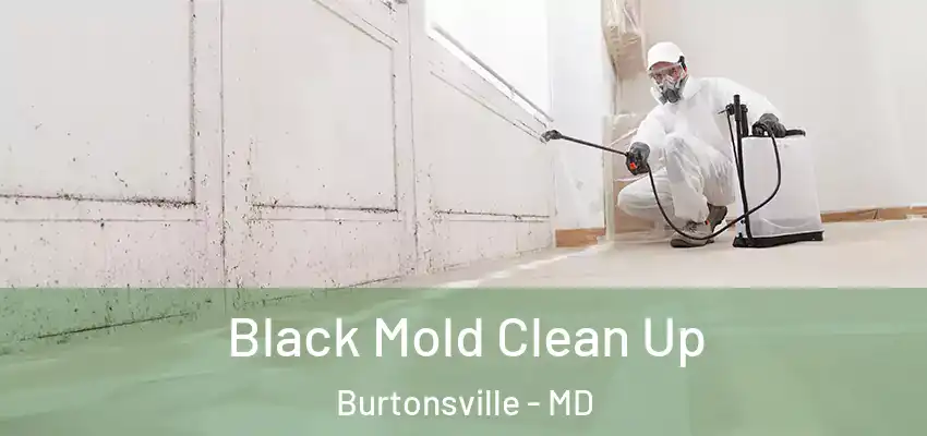  Black Mold Clean Up Burtonsville - MD