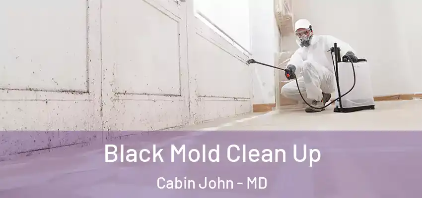  Black Mold Clean Up Cabin John - MD