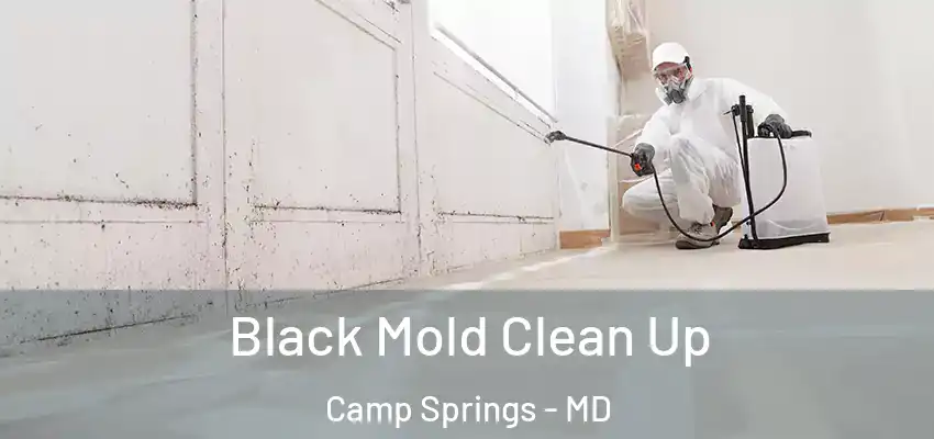  Black Mold Clean Up Camp Springs - MD