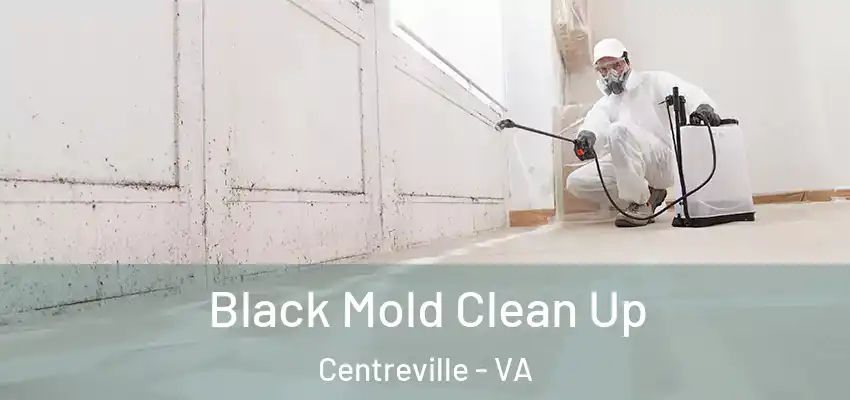  Black Mold Clean Up Centreville - VA