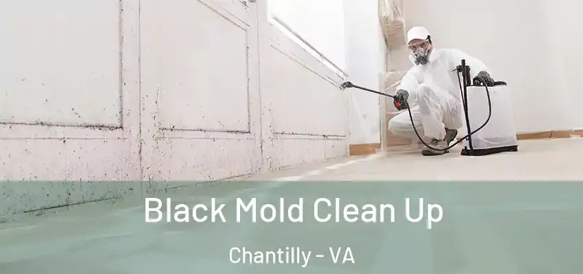Black Mold Clean Up Chantilly - VA