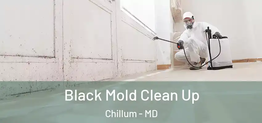  Black Mold Clean Up Chillum - MD