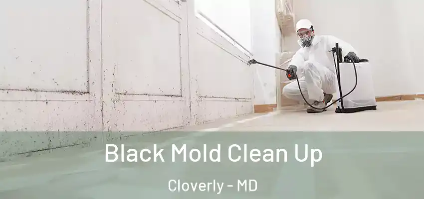  Black Mold Clean Up Cloverly - MD