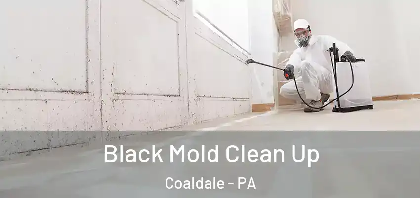  Black Mold Clean Up Coaldale - PA