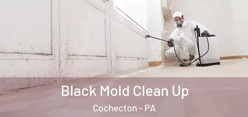  Black Mold Clean Up Cochecton - PA