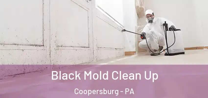  Black Mold Clean Up Coopersburg - PA