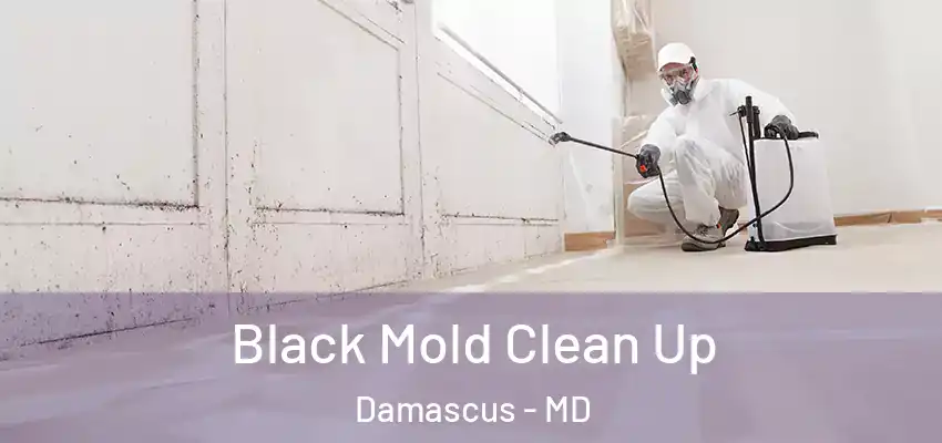  Black Mold Clean Up Damascus - MD
