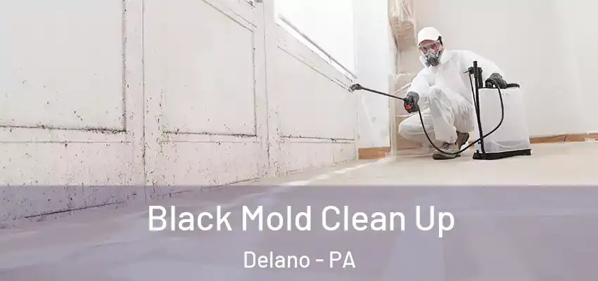 Black Mold Clean Up Delano - PA