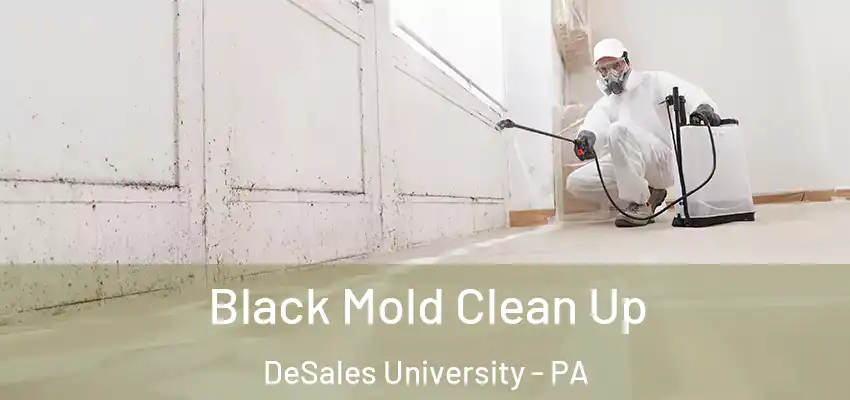 Black Mold Clean Up DeSales University - PA