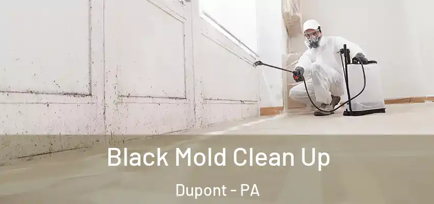 Black Mold Clean Up Dupont - PA