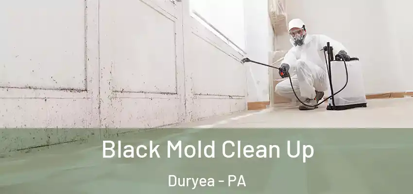 Black Mold Clean Up Duryea - PA