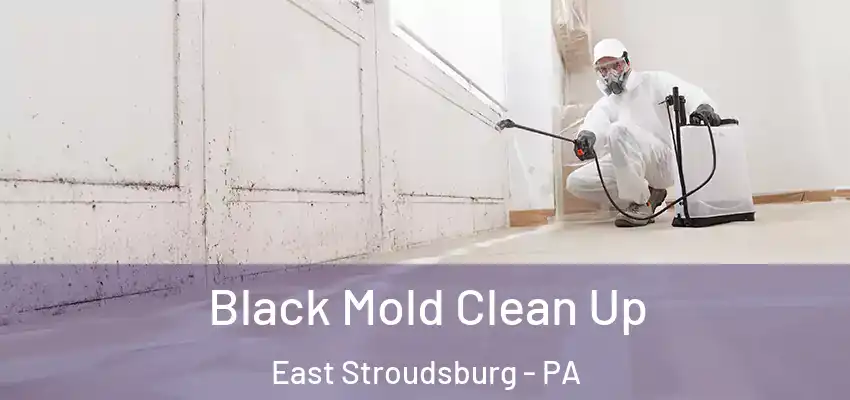 Black Mold Clean Up East Stroudsburg - PA
