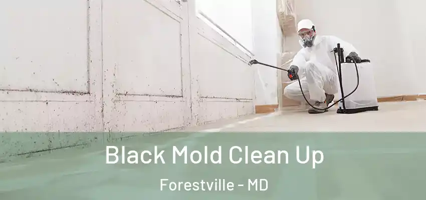 Black Mold Clean Up Forestville - MD