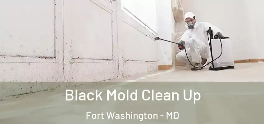 Black Mold Clean Up Fort Washington - MD