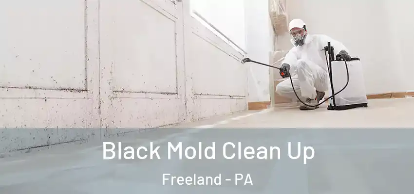 Black Mold Clean Up Freeland - PA