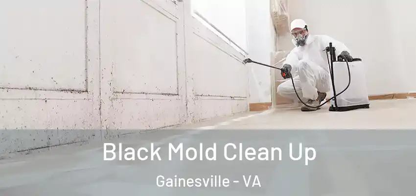Black Mold Clean Up Gainesville - VA