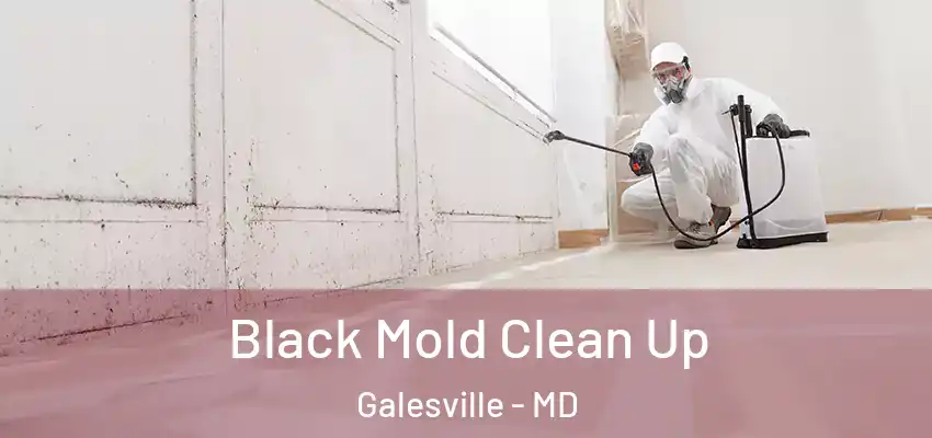  Black Mold Clean Up Galesville - MD