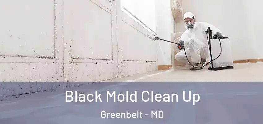 Black Mold Clean Up Greenbelt - MD