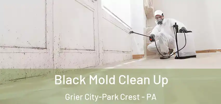 Black Mold Clean Up Grier City-Park Crest - PA