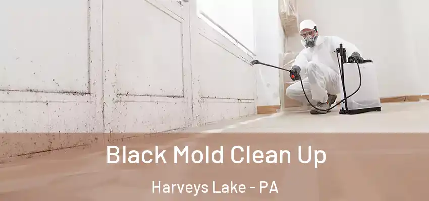Black Mold Clean Up Harveys Lake - PA