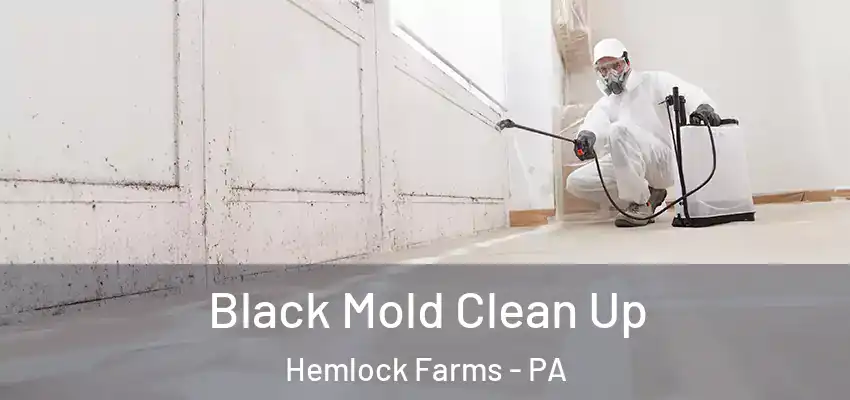 Black Mold Clean Up Hemlock Farms - PA