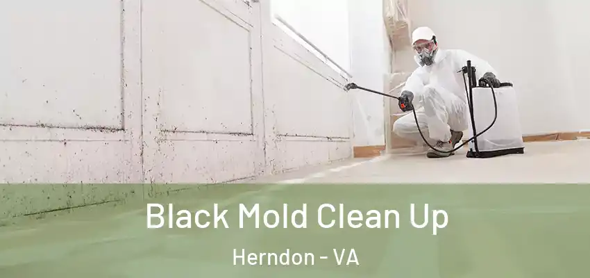 Black Mold Clean Up Herndon - VA