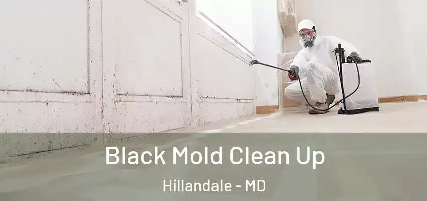 Black Mold Clean Up Hillandale - MD