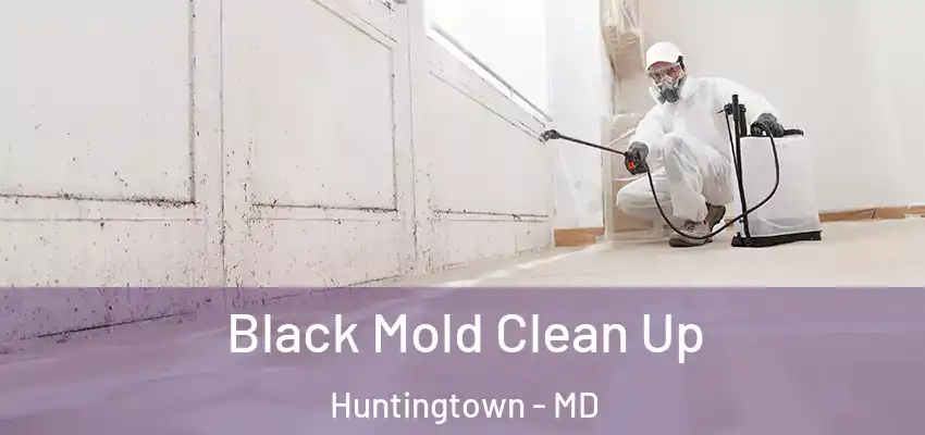 Black Mold Clean Up Huntingtown - MD