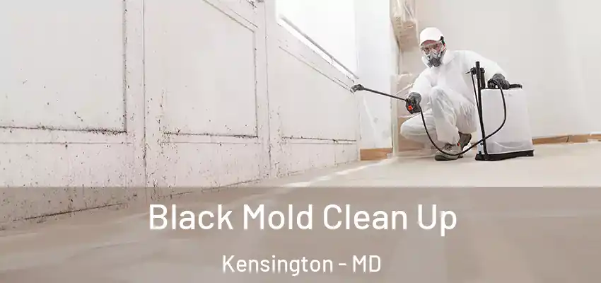  Black Mold Clean Up Kensington - MD