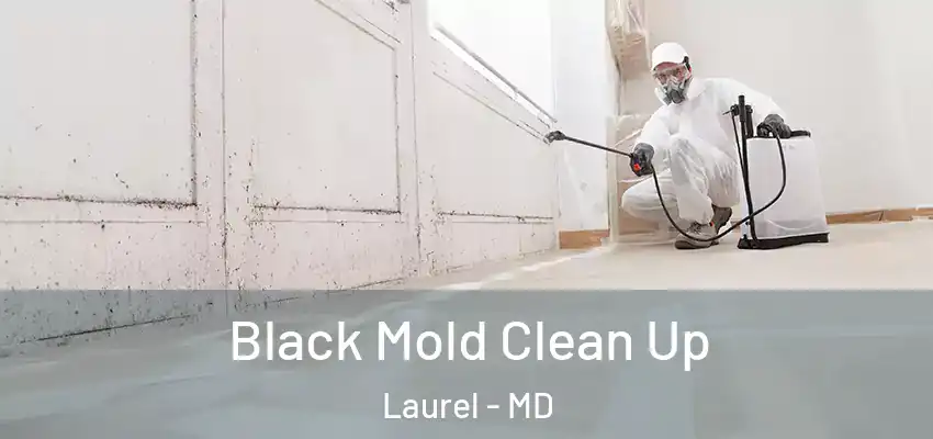 Black Mold Clean Up Laurel - MD