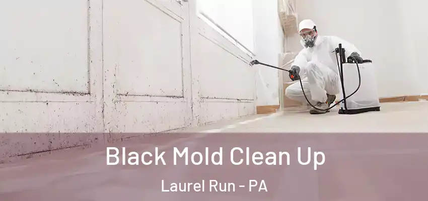 Black Mold Clean Up Laurel Run - PA