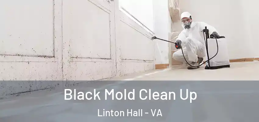  Black Mold Clean Up Linton Hall - VA