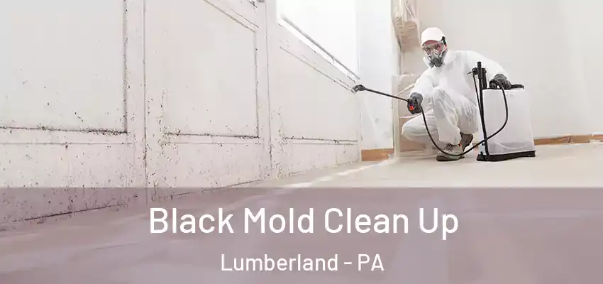 Black Mold Clean Up Lumberland - PA
