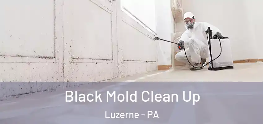 Black Mold Clean Up Luzerne - PA