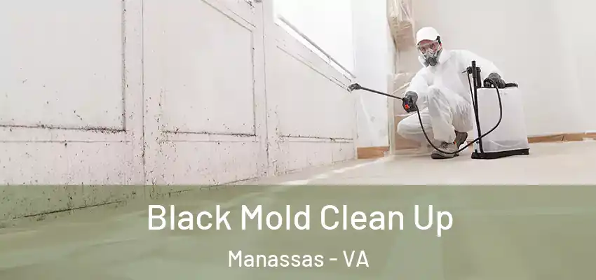  Black Mold Clean Up Manassas - VA