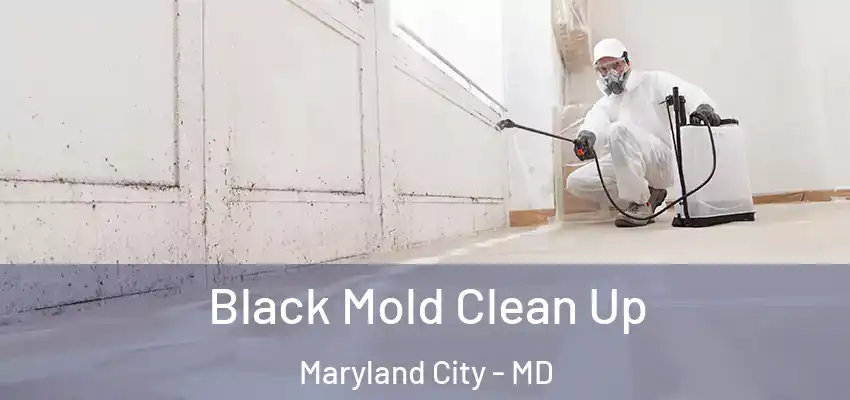Black Mold Clean Up Maryland City - MD