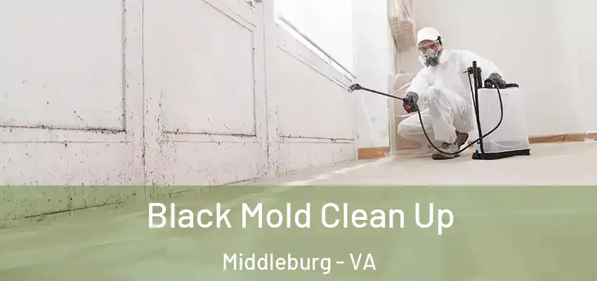 Black Mold Clean Up Middleburg - VA