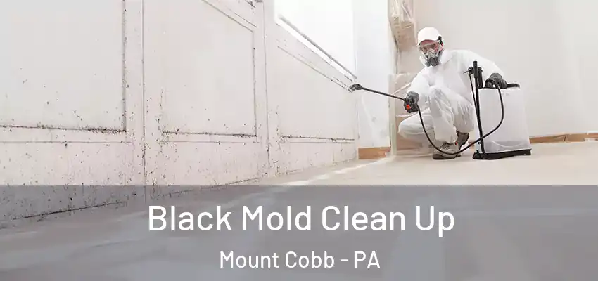 Black Mold Clean Up Mount Cobb - PA