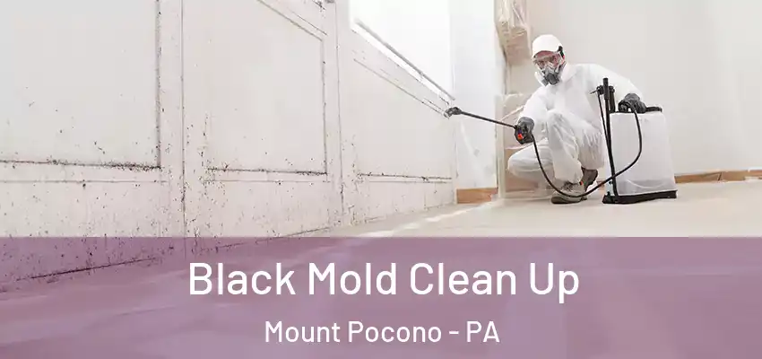 Black Mold Clean Up Mount Pocono - PA