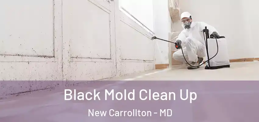 Black Mold Clean Up New Carrollton - MD
