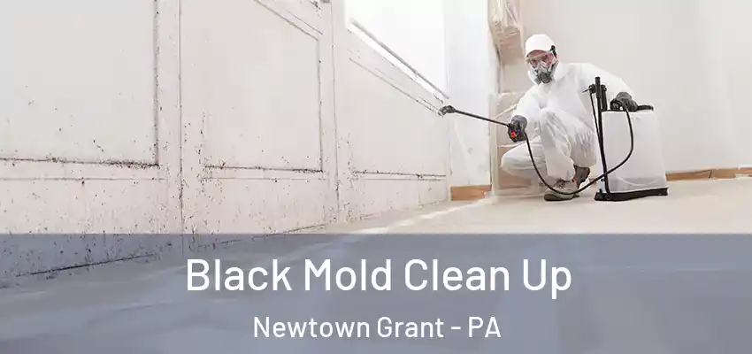 Black Mold Clean Up Newtown Grant - PA