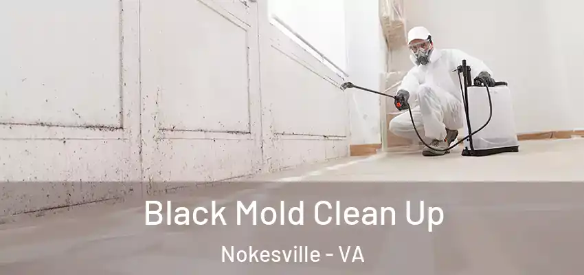  Black Mold Clean Up Nokesville - VA