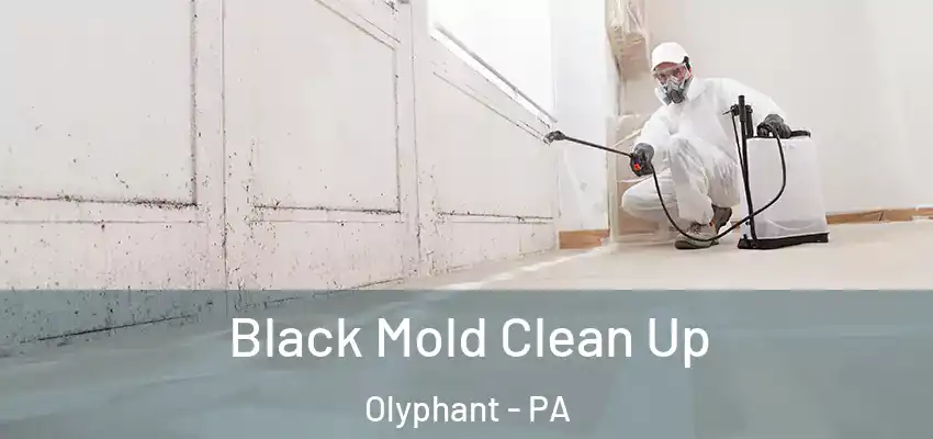 Black Mold Clean Up Olyphant - PA